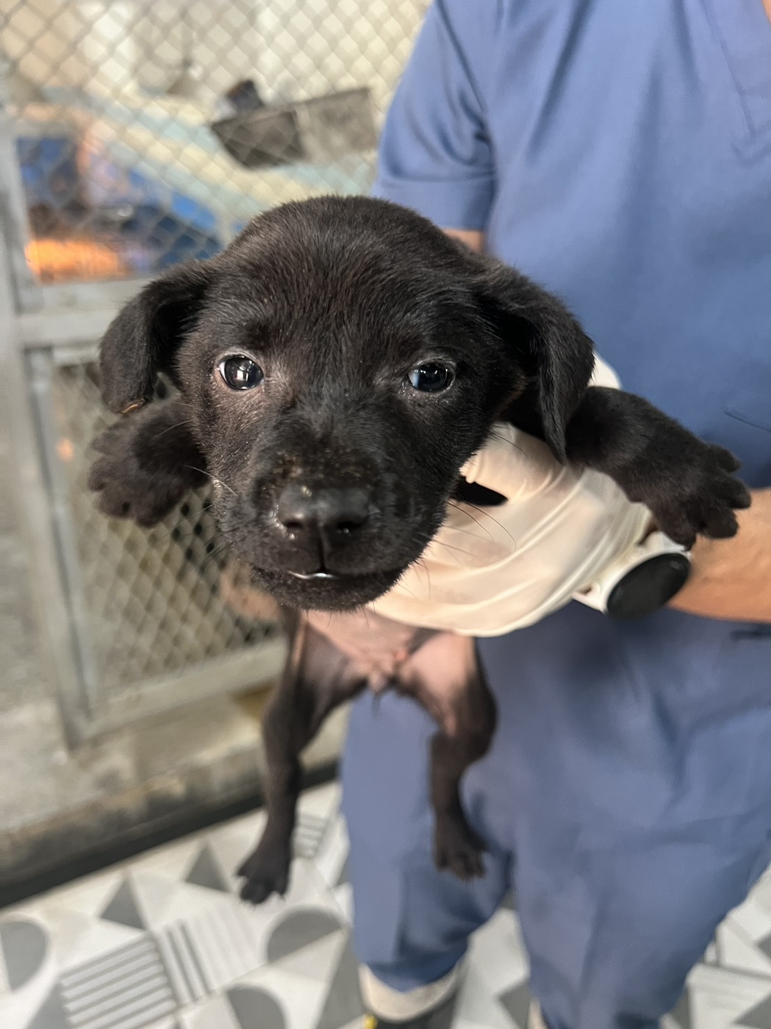 苗栗縣待認養狗 混種犬