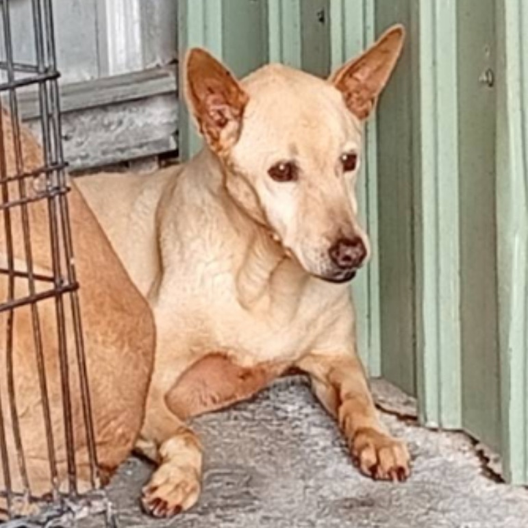 雲林縣已領養狗 混種犬