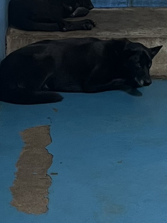 苗栗縣待認養狗 混種犬