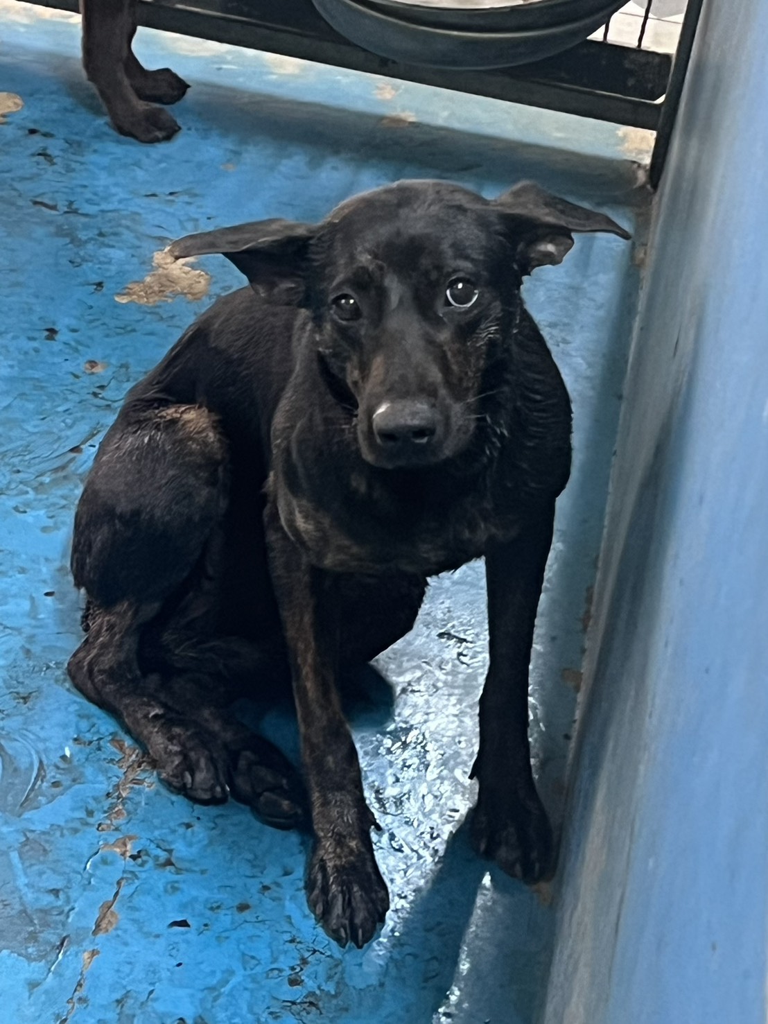 苗栗縣待認養狗 混種犬