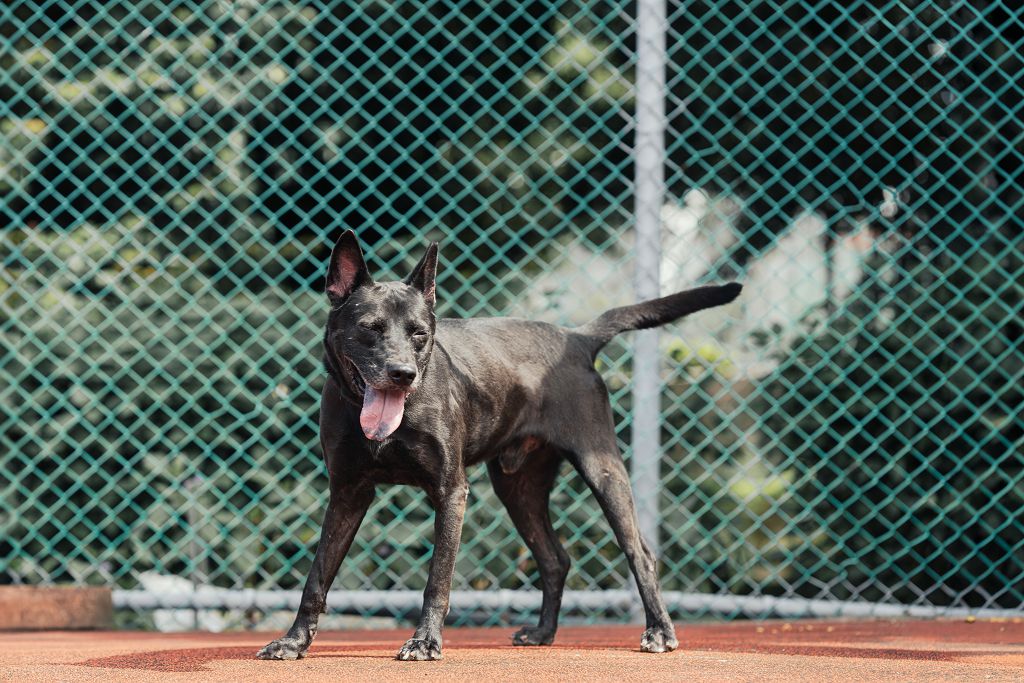 新北市待認養狗 混種犬