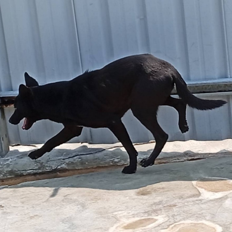 雲林縣已領養狗 混種犬
