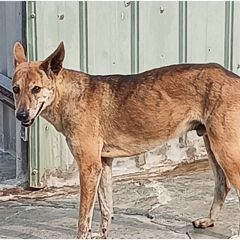 雲林縣已領養狗 混種犬