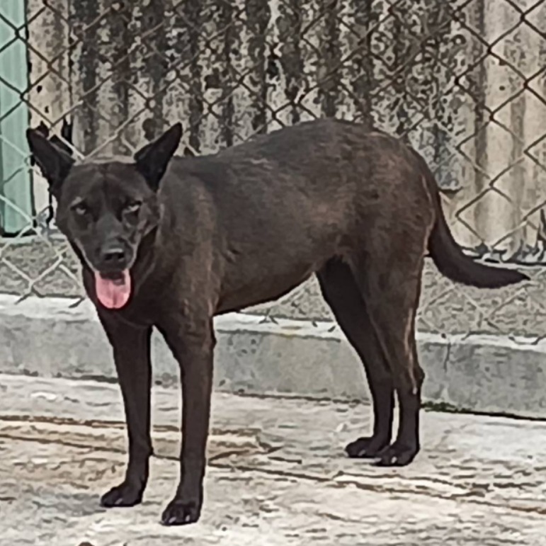 雲林縣已領養狗 混種犬