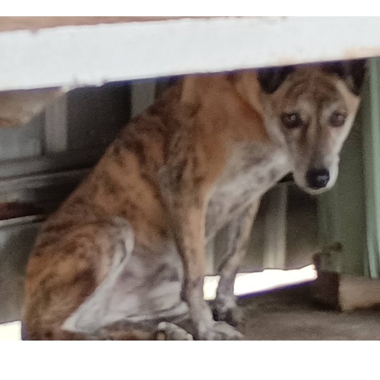 雲林縣已領養狗 混種犬