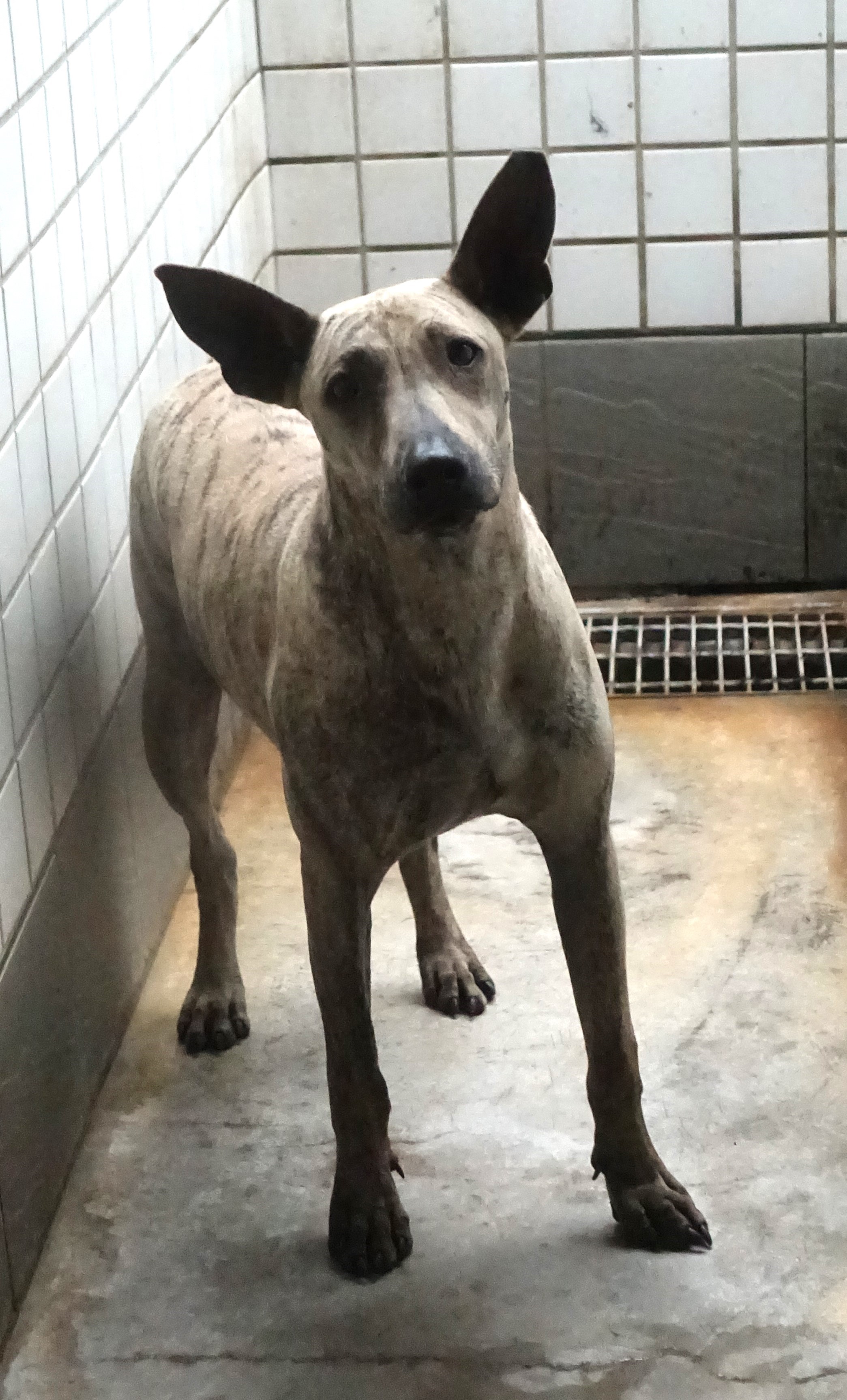 宜蘭縣待認養狗 混種犬