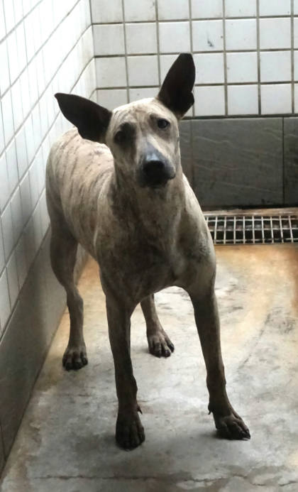 宜蘭縣待認養狗｜混種犬｜虎斑色｜公