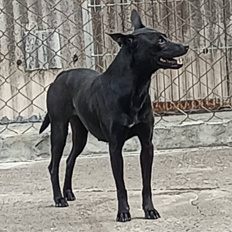 雲林縣已領養狗 混種犬