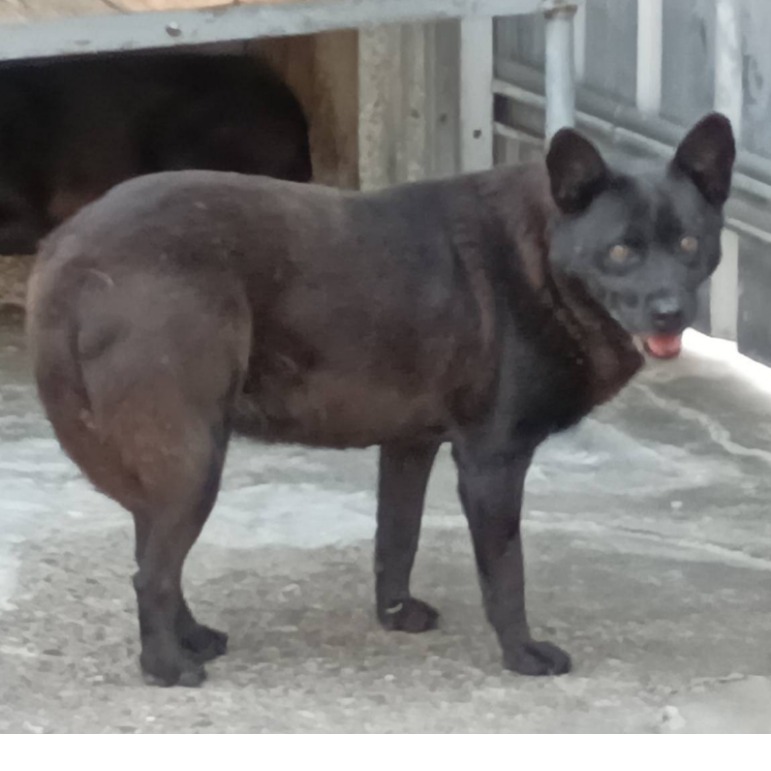 雲林縣已領養狗 混種犬