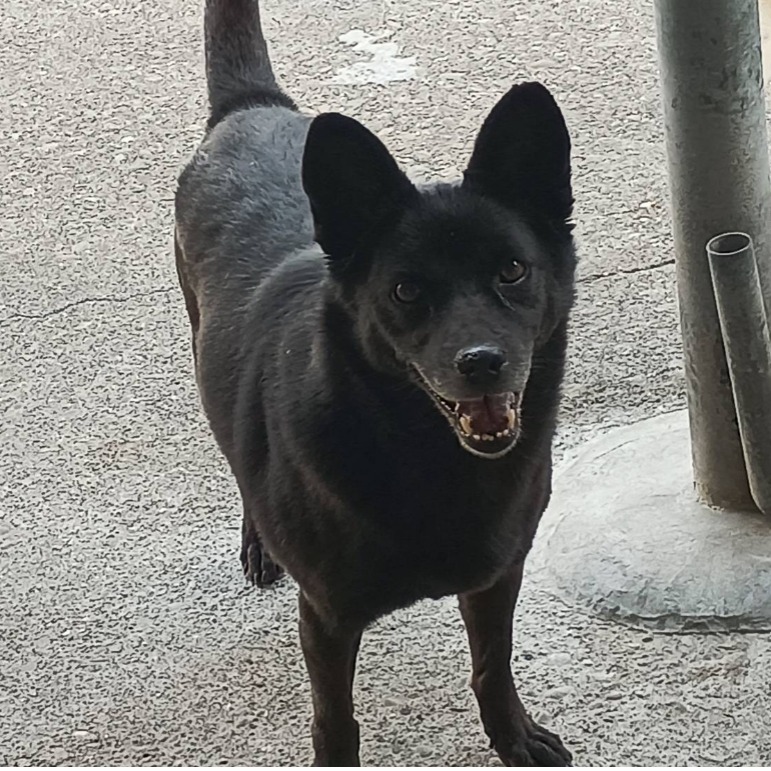 雲林縣已領養狗 混種犬