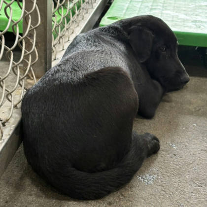 台東縣待認養狗｜混種犬｜黑色｜母