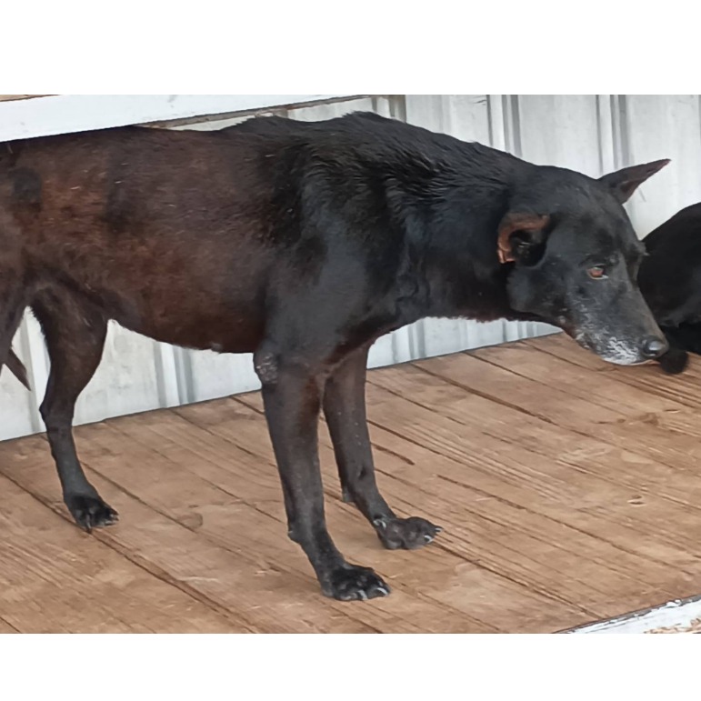 雲林縣已領養狗 混種犬