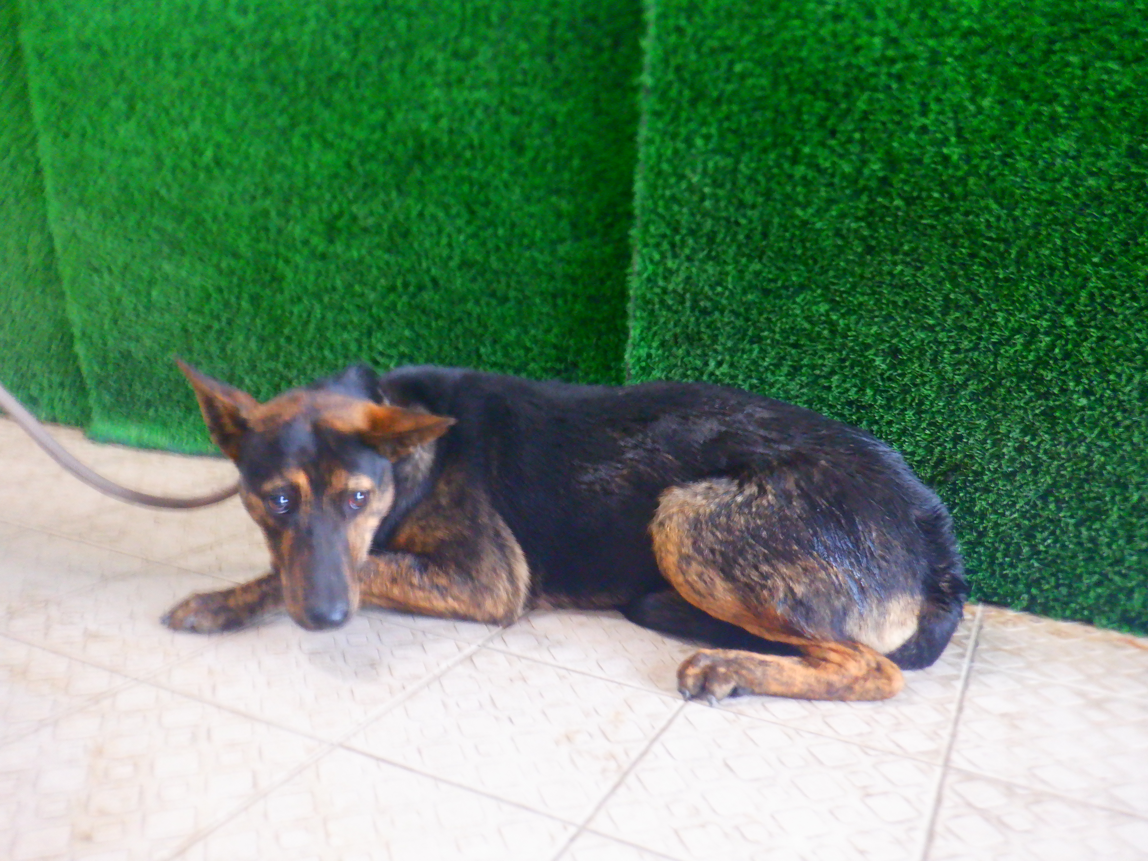 南投縣待認養狗 混種犬