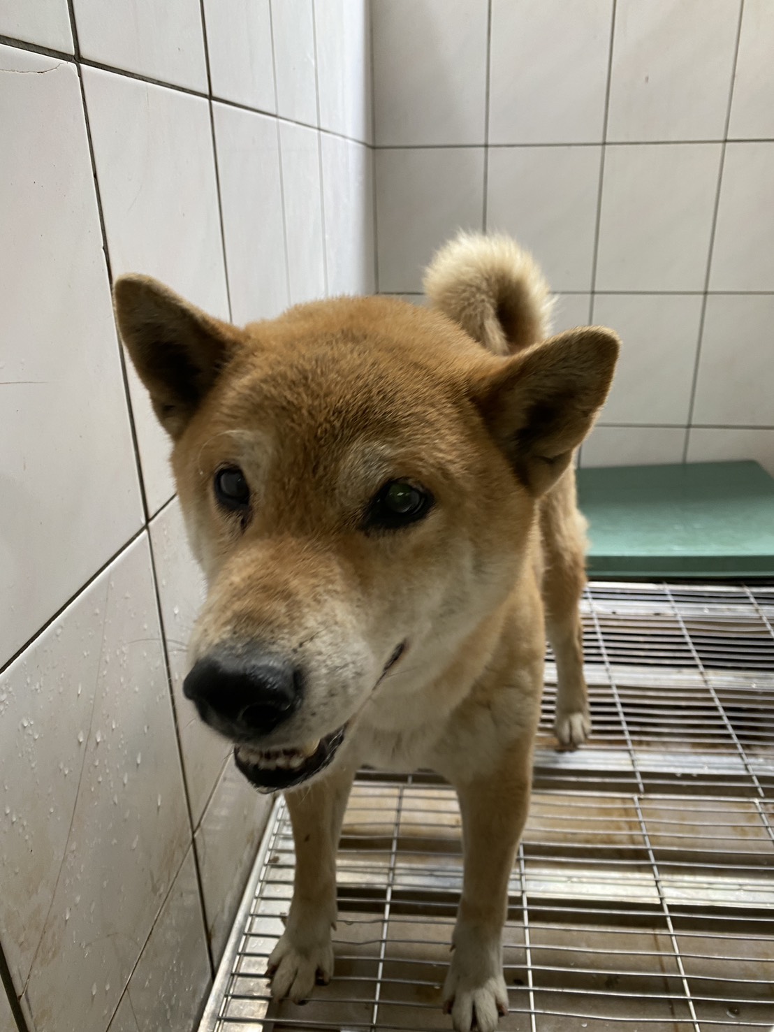 台南市待認養狗 混種犬