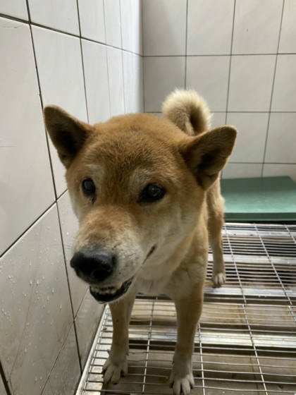 台南市待認養狗｜混種犬｜黃色｜公