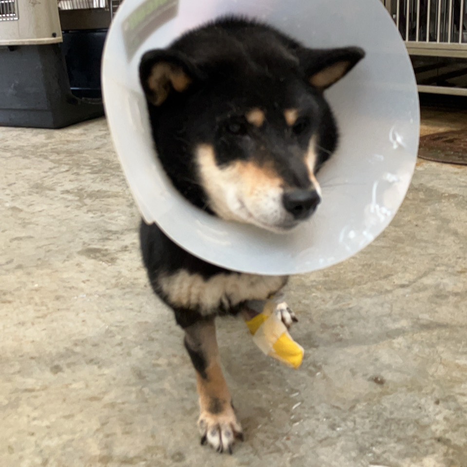新北市待認養狗 柴犬