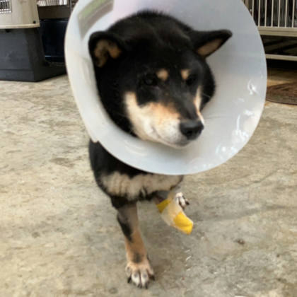 新北市待認養狗｜柴犬｜黑黃色｜母
