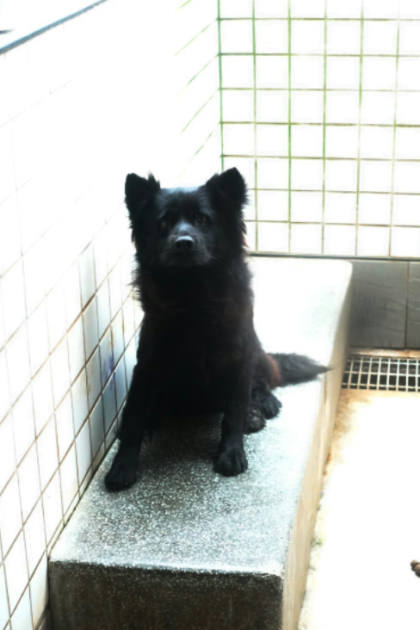 宜蘭縣待認養狗｜混種犬｜黑色｜母