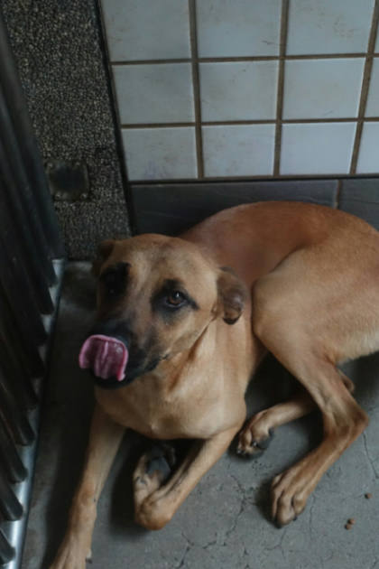 宜蘭縣待認養狗｜混種犬｜黃色｜公