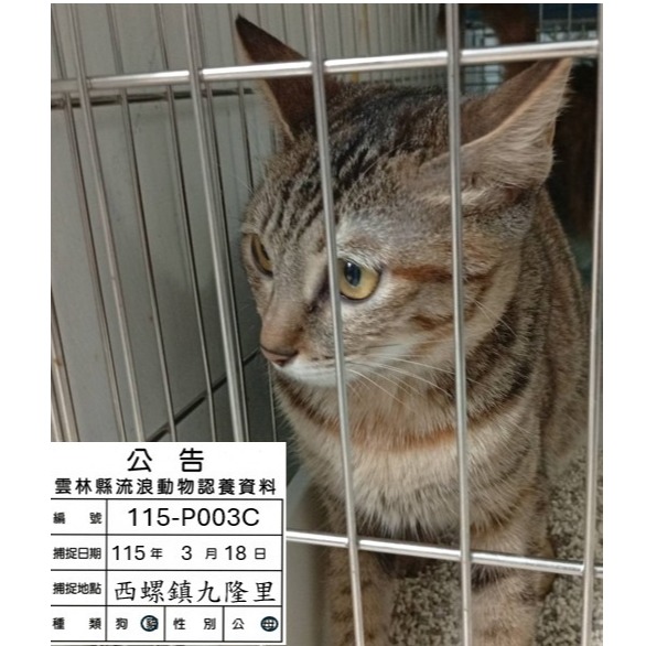 雲林縣待認養貓 混種貓
