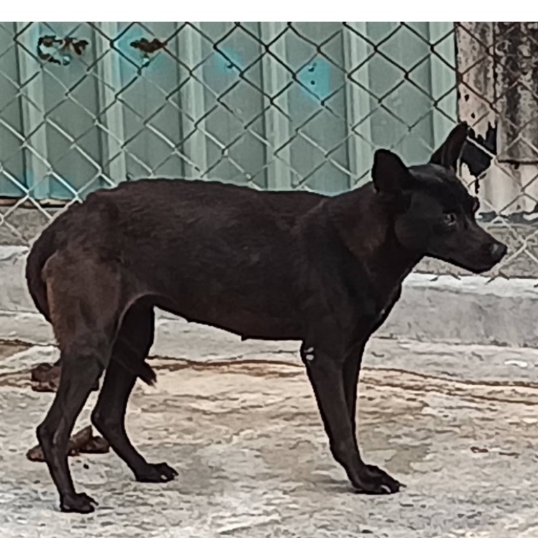 雲林縣已領養狗 混種犬