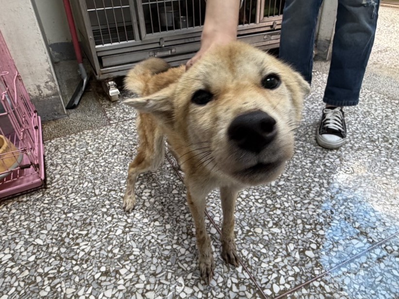 高雄市待認養狗 混種犬