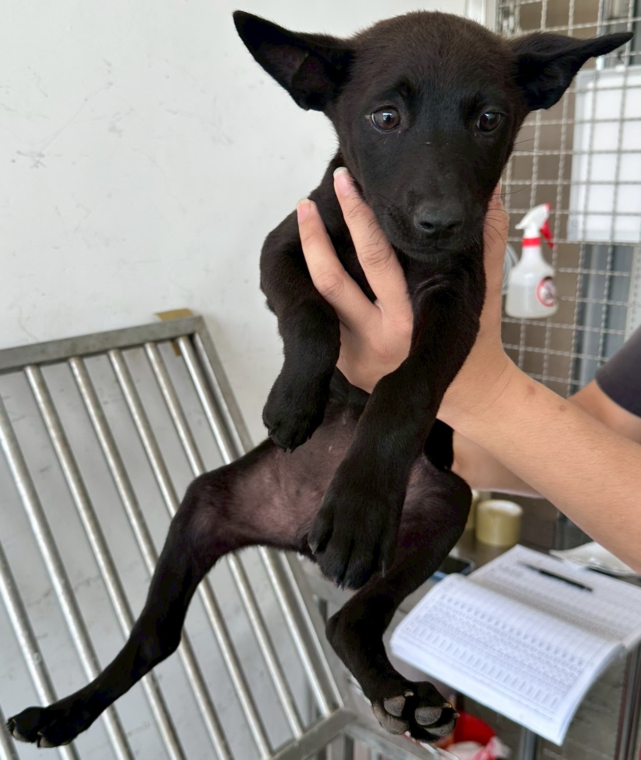 花蓮縣待認養狗 混種犬