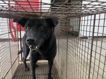 桃園市待認養狗｜混種犬｜黑色｜公