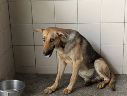 高雄市待認養狗｜混種犬｜黃色｜公