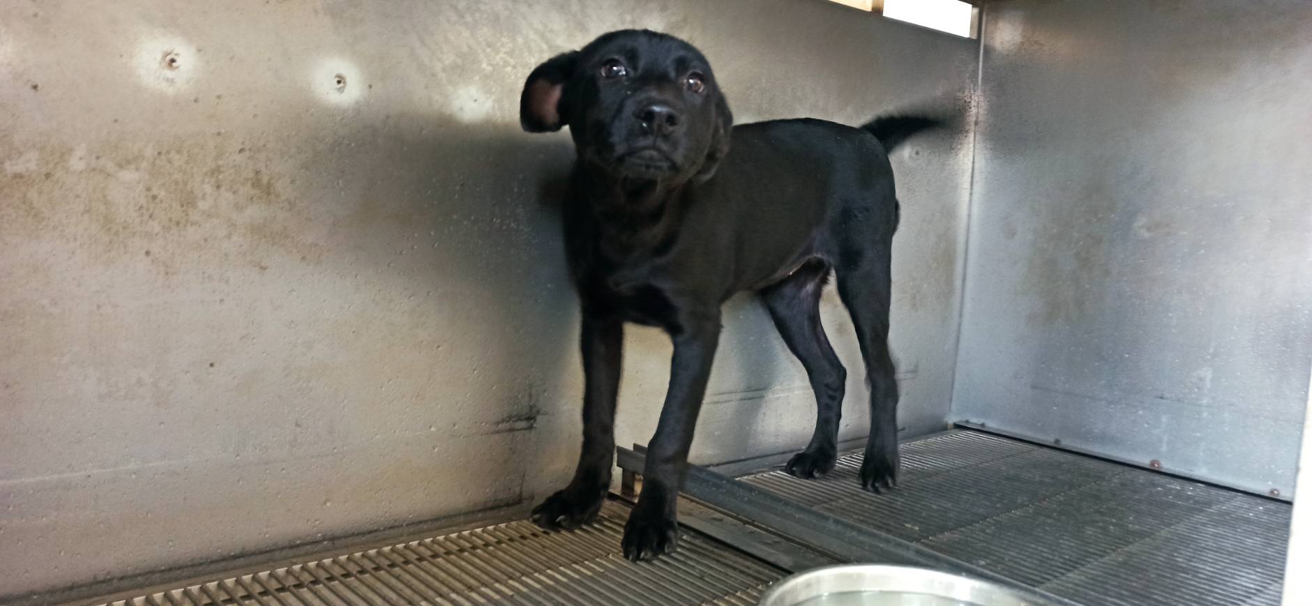 金門縣待認養狗 混種犬