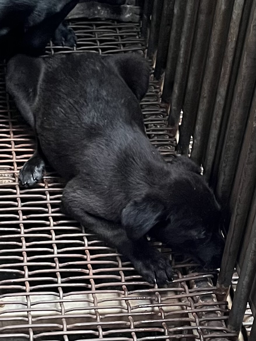 彰化縣待認養狗 混種犬