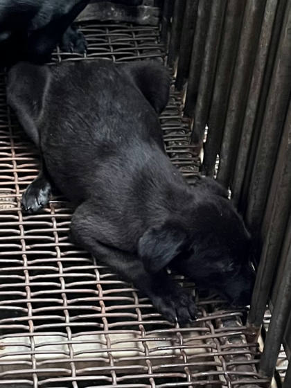 彰化縣待認養狗｜混種犬｜黑色｜母