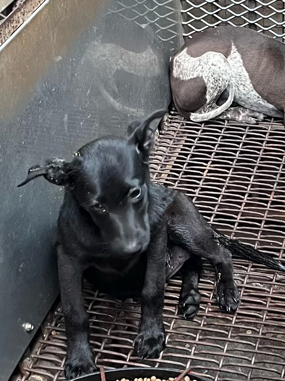 彰化縣待認養狗 混種犬