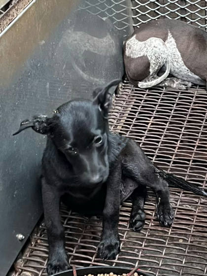 彰化縣待認養狗｜混種犬｜黑色｜母