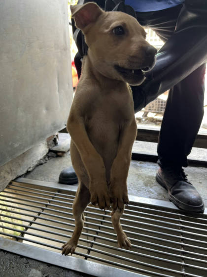 彰化縣待認養狗｜混種犬｜黃色｜母