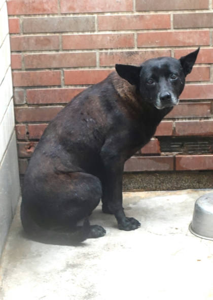 宜蘭縣待認養狗｜混種犬｜黑色｜公