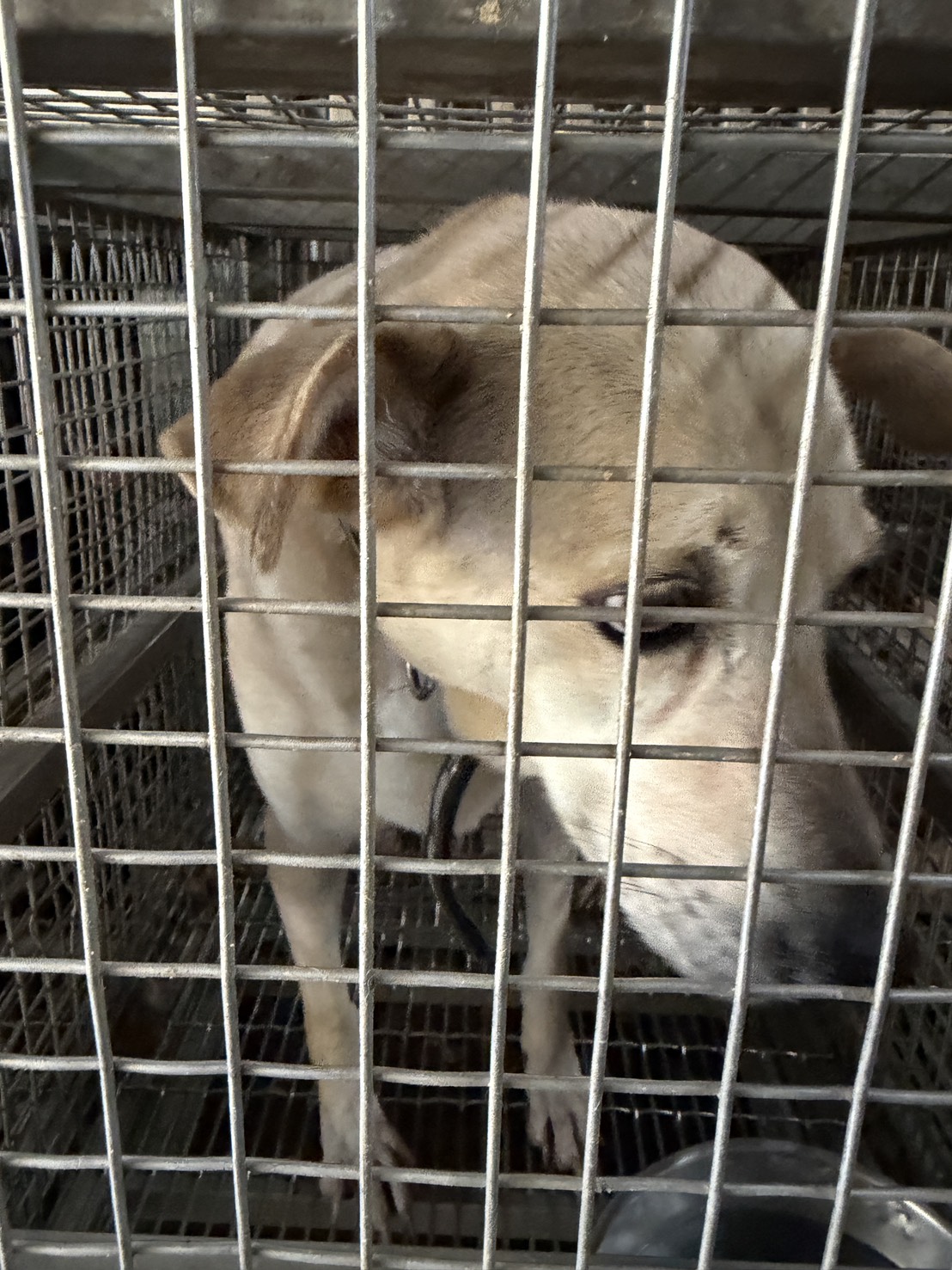 台南市待認養狗 混種犬
