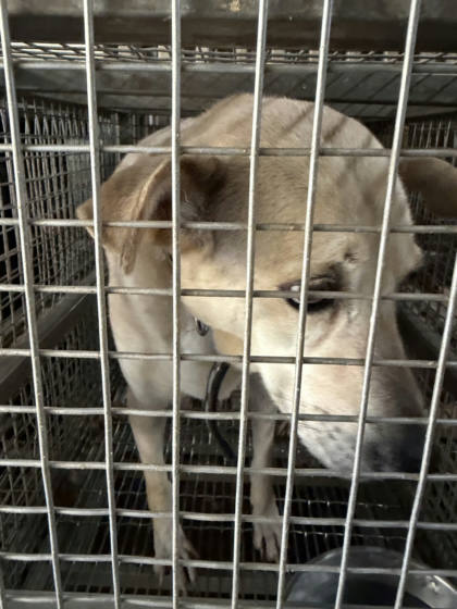 台南市待認養狗｜混種犬｜白色｜母
