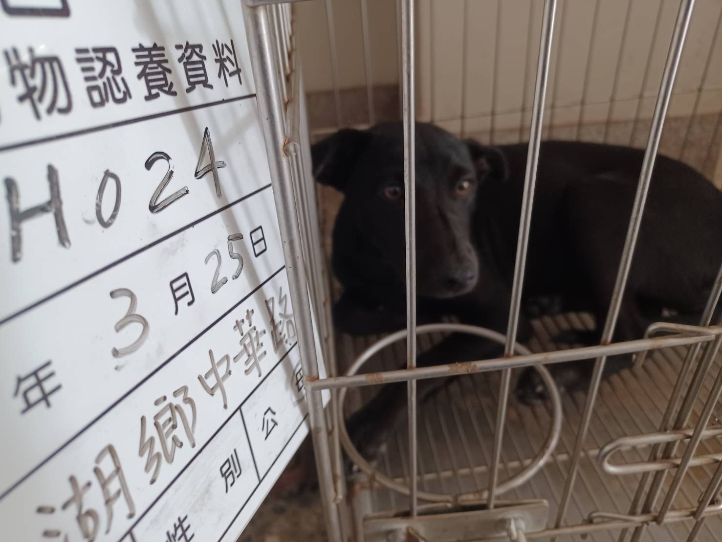 雲林縣待認養狗 混種犬