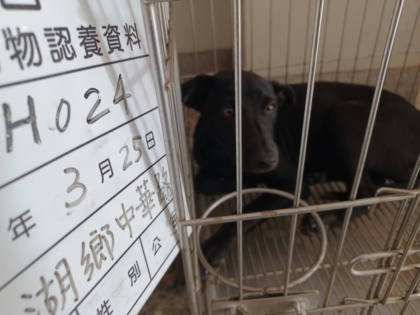雲林縣待認養狗｜混種犬｜黑色｜母