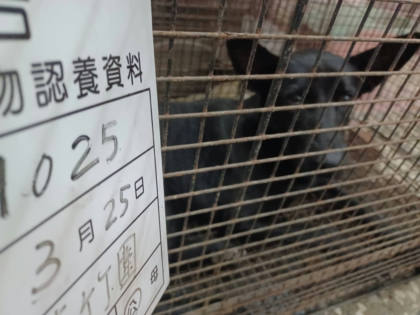 雲林縣待認養狗｜混種犬｜黑色｜公