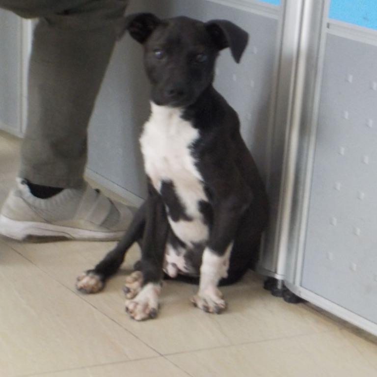 南投縣待認養狗 混種犬