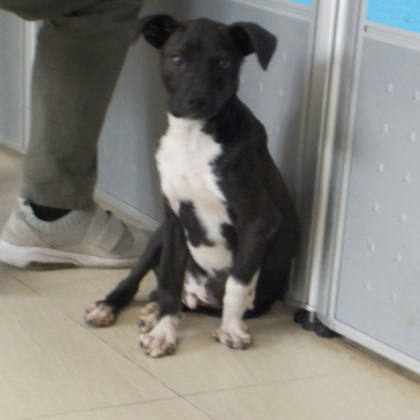 南投縣待認養狗｜混種犬｜黑白色｜公