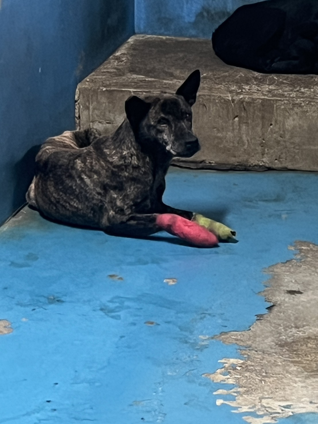 苗栗縣待認養狗 混種犬