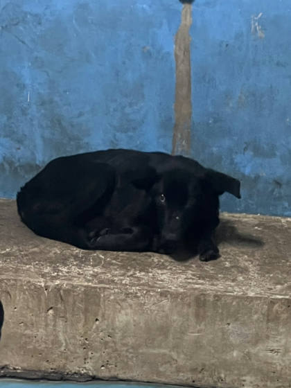 苗栗縣待認養狗｜混種犬｜黑色｜公