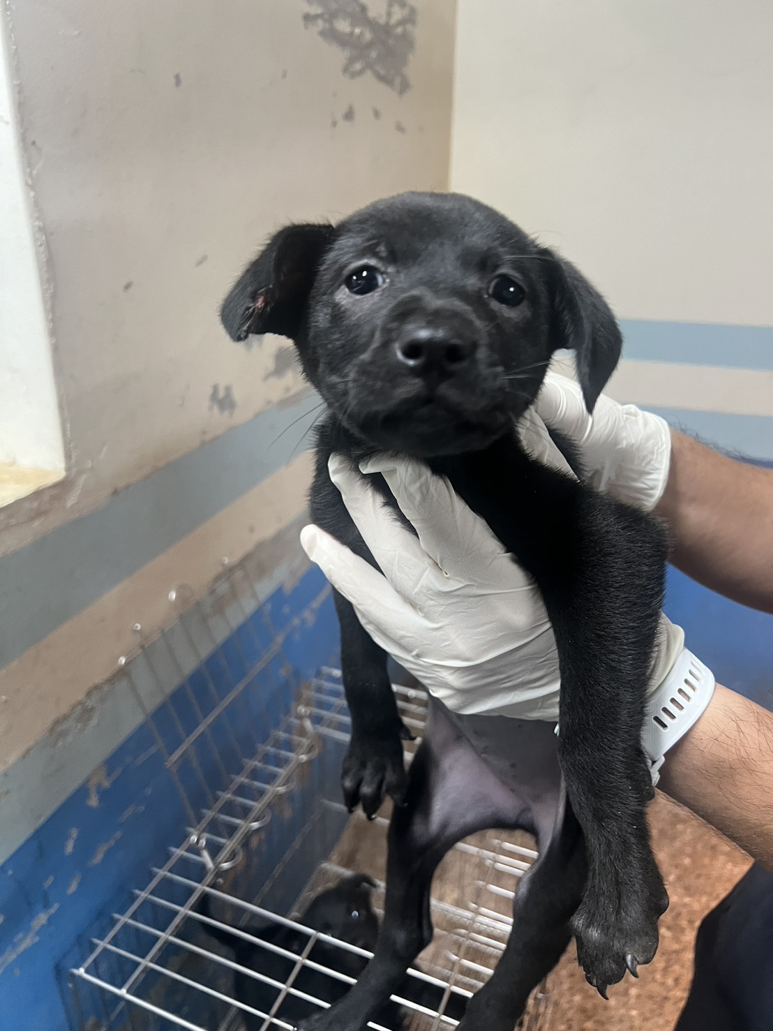 苗栗縣待認養狗 混種犬