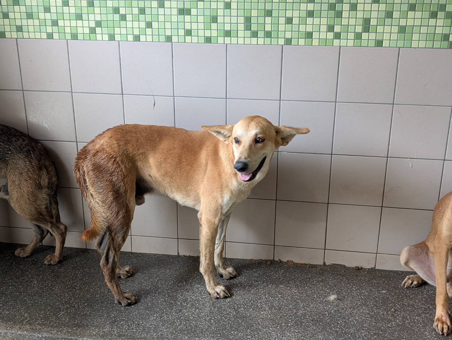 高雄市待認養狗 混種犬