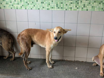 高雄市待認養狗｜混種犬｜黃色｜公