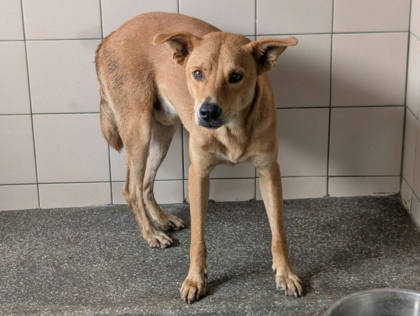 高雄市待認養狗｜混種犬｜黃色｜公