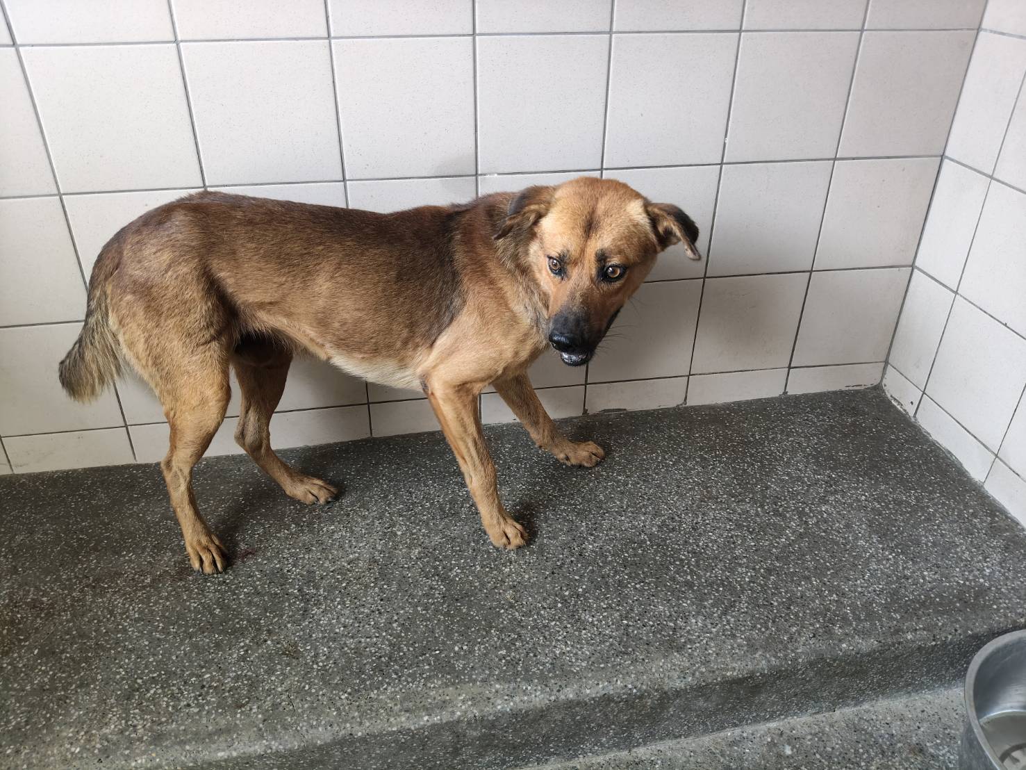 高雄市待認養狗 混種犬